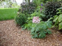 mulch